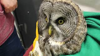 Great Gray Owls Ear [upl. by Terej]