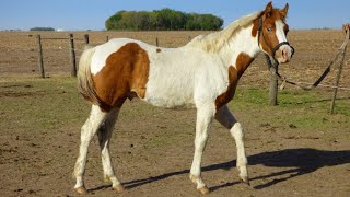 potrillo paint horse cuarto de milla entero  USD 1200  LOSEQUINOSCOM [upl. by Navoj842]