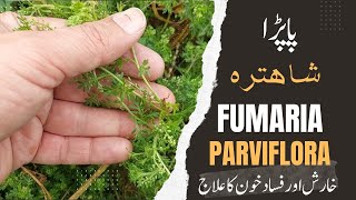 Benefits of Fumaria parviflora پاپڑا شاہترہ کے فوائد فساد خون خارش میں مفید [upl. by Kamaria]