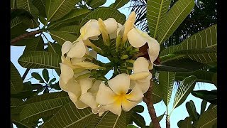 ப்ளுமேரியா பூச்செடி அதிக பூ பூக்க பராமரிப்பு தகவல்கள் tips to bloom more flowers in plumeria plant [upl. by Schultz]