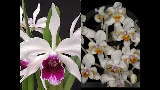 Новые растения Cattleya purpurata и Phalaenopsis celebensis [upl. by Kwang]