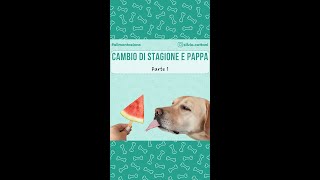 CAMBIO DI STAGIONE E PAPPA PER IL TUO CANE  PARTE 1 [upl. by Cirdet]