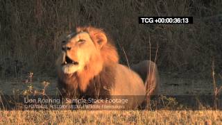 Lion Roaring HD wild deep and LOUD [upl. by Thirion]