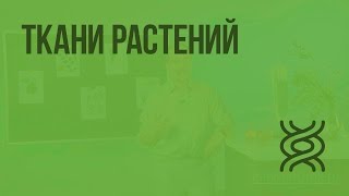 Ткани растений Видеоурок по биологии 5 класс [upl. by Torrence]