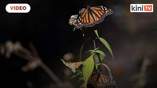 Population of Mexicos monarch butterflies falls 26 conservationists find [upl. by Enitsirc]