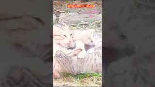 Baby Kittens Playing in Summer  Lovely Baby Cats cats catviral catviralvideos [upl. by Aubrie]