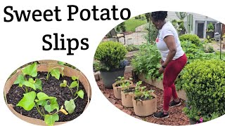 Planting Sweet Potatoes Slips  Zone 7B Gardening Waldorf MD 🌱❤️🍁 [upl. by Haeckel791]