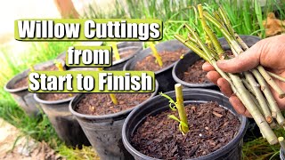 Complete Guide on Propagating and Growing Willow Tree Cuttings START TO FINISH [upl. by Pittel]