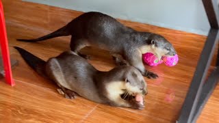 Otters kick balls and eating [upl. by Ttihw511]