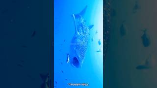 Meet the Gentle Giant Whale Sharks and Their Astonishing Size [upl. by Theressa]