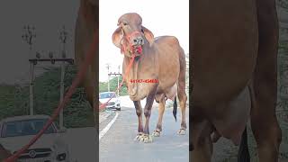 cowvideos गिरगाय अरावलीडेयरीफार्म ajmergircow gujaratwaligircow viralvideo trendingshorts [upl. by Eldrid]