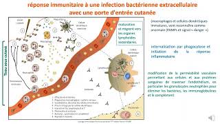 LES MÉCANISMES EFFECTEURS DE L’IMMUNITÉ INNÉE partie2 [upl. by Ahsikyw]