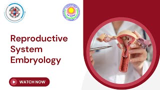 Reproductive System Embryology [upl. by Naillig]