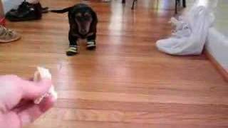 Hysterical Dachshund walking with booties [upl. by Grantham]