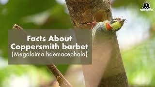 Facts About Coppersmith Barbet [upl. by Teyut490]