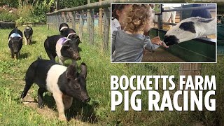 Bocketts Farm day trip featuring their famous pig racing [upl. by Anelleh]