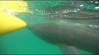 Basking sharks at Porthcurno beach [upl. by Kristen]