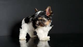 Oscar Biewer Terrier Puppy [upl. by Laufer556]