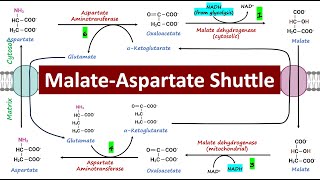 MalateAspartate Shuttle Mitochondrial Respiration  Biochemistry Basics [upl. by Culbertson]