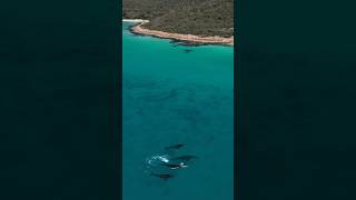 The best time of the year in Dunsborough Drone footage wonkyimaginations IG [upl. by Jareb]