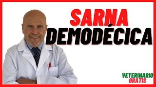 ✅¿ Que es la SARNA ROJA o DEMODÉCICA en los PERROS ✅ por DEMODEX canis ✅ Síntomas y Tratamiento [upl. by Eerual667]