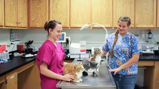 Crowder College Veterinary Technology Program [upl. by Sirod]