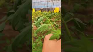 goodmorning agricultura tomaterosa tomate invernadero plantas agriculturasostenible [upl. by Sihunn]