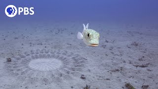 Pufferfish Builds Sand Sculpture for Mating [upl. by Eugenle549]