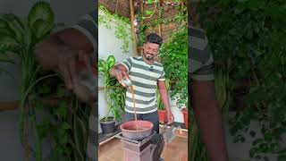 இந்த சின்ன Grow Bagல இவ்ளோ இஞ்சியா GINGER PICKLE  snacks home recipe food garden [upl. by Miner]