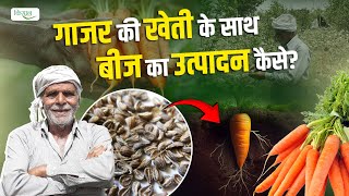 When amp How To Produce Carrot Seeds  कब और कैसे करें गाजर बीज का उत्पादन जानिए किसान जसपाल से [upl. by Dinin]