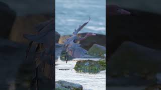 Reddish Egrets Graceful Landing birds wildlife nature [upl. by Kori452]