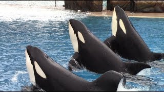 Orca Encounter Full Show at SeaWorld San Diego  May 21 2018 [upl. by Llewoh166]