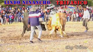 TRIFASICO VS LINDO NINANCHO Toro Tinku Pascua San Pedro de Buena Vista [upl. by Mccartan]