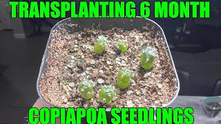 TRANSPLANTING 6 MONTH OLD COPIAPOA CACTUS SEEDLINGS INTO NEW SOIL plants cactus seedling [upl. by Lodnar371]