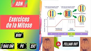 Exercices de la mitose [upl. by Miltie]