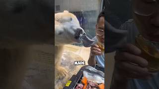 Smart polar bear shortvideo healing polarbear smart cute funny interesting shorts [upl. by Brabazon875]