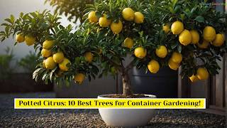 10 Best Citrus Trees for Containers Growing Citrus In Pots [upl. by Anirazc]