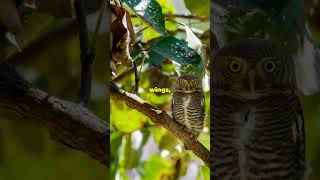 Discover the ChestnutBacked Owlet owl srilanka wildlife [upl. by Kaete]