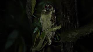 look at this Black banded owl viral youtubeshorts subscribe shorts share short [upl. by Elodie301]