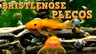 Bristlenose Plecos Keeping Feeding Breeding [upl. by Myrvyn]