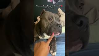 XL Bully Lovers Will Regret Not Watching This Heartwarming Video puppy pitbull shorts [upl. by Newo595]