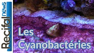 TUTO  Les cyanobactéries  cyano dans laquarium [upl. by Yreva]