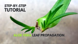 Aloe vera Leaf Propagation A StepByStep Guide [upl. by Eemaj]