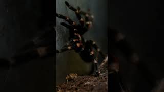 Why Tarantulas Are Hairy The Shocking Truth tarantula insects wildlife [upl. by Ykcin]