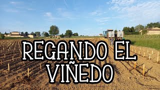 ✅ VITICULTURA 🌱🍇 así se RIEGA un VIÑEDO joven  viticultura viñedos siembra [upl. by Selim]