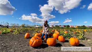 Petaluma Pumpkin Patch October 2021 🎃👻 [upl. by Bergen]