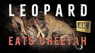 Leopard kills and eats cheetah in Ndutu Tanzania [upl. by Netsreik603]