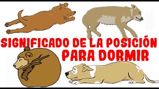 Lo que la posición para dormir de tu perro revela sobre su personalidad salud y carácter [upl. by Micheline575]