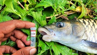 Mahseer fishing in South India Catch and release [upl. by Tnomyar]