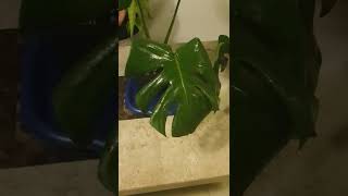 MONSTERA DELICIOSA CUIDADOS SUSTRATO RIEGO Y MÁS 🌿🪴 [upl. by Edi]